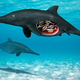 Artist’s depiction of the pregnant Ichthyosaur, with cutaway revealing embryos.